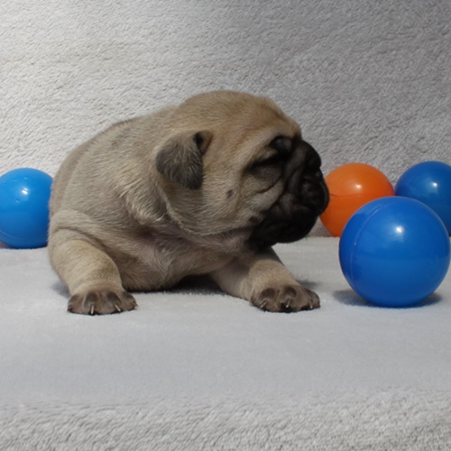 Continental Bulldog Rüde / Male Continental Bulldog