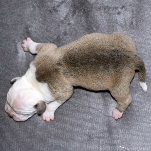 Continental Bulldog Rüde / Male Continental Bulldog