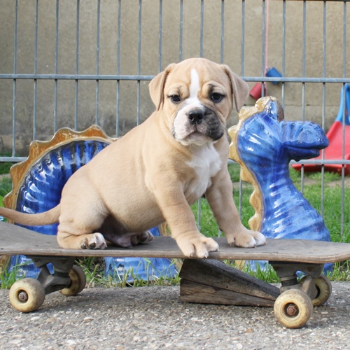Continental Bulldog Rüde Ison