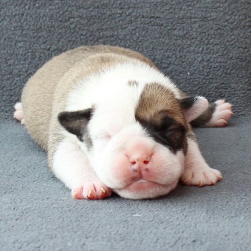 Continental Bulldog Rüde / Male Continental Bulldog