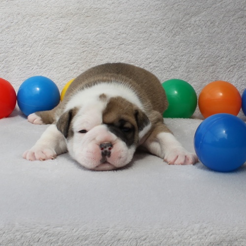 Continental Bulldog Rüde / Male Continental Bulldog