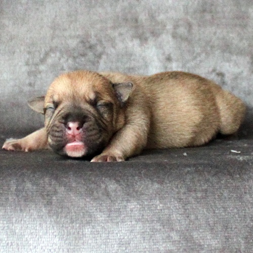 Continental Bulldog Rüde / Male Continental Bulldog