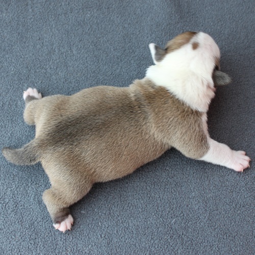 Continental Bulldog Rüde / Male Continental Bulldog