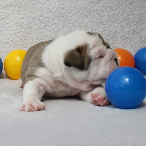 Continental Bulldog Rüde / Male Continental Bulldog