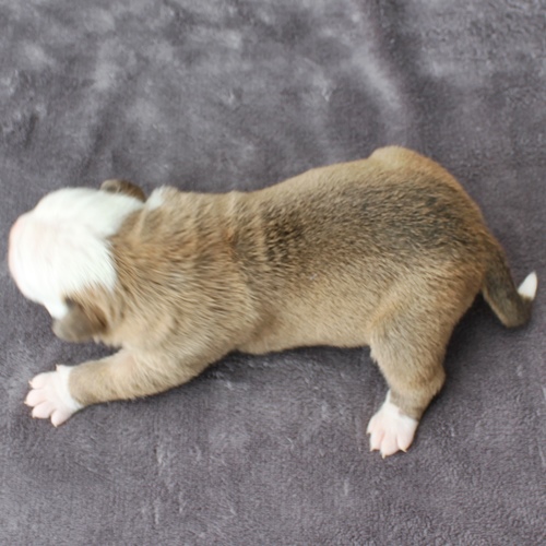 Continental Bulldog Rüde No.2