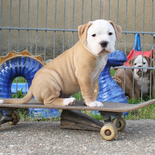 Continental Bulldog Rüde Ilon