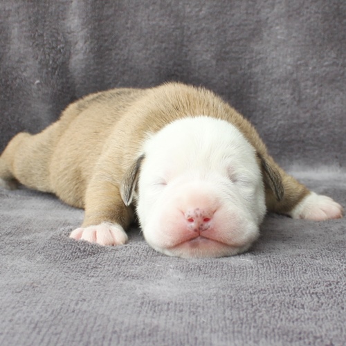 Continental Bulldog Rüde No.2