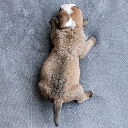 Continental Bulldog Hündin / Female Continental Bulldog