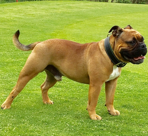 Continental Bulldog Ch. Pickwick Unkas Ch. Pickwick Unkas