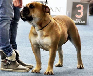 Continental Bulldog Pickwick Yovie Pickwick Yovie