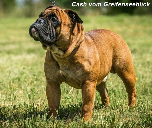 Cash vom Greifenseeblick (CH) Cash vom Greifenseeblick (CH)