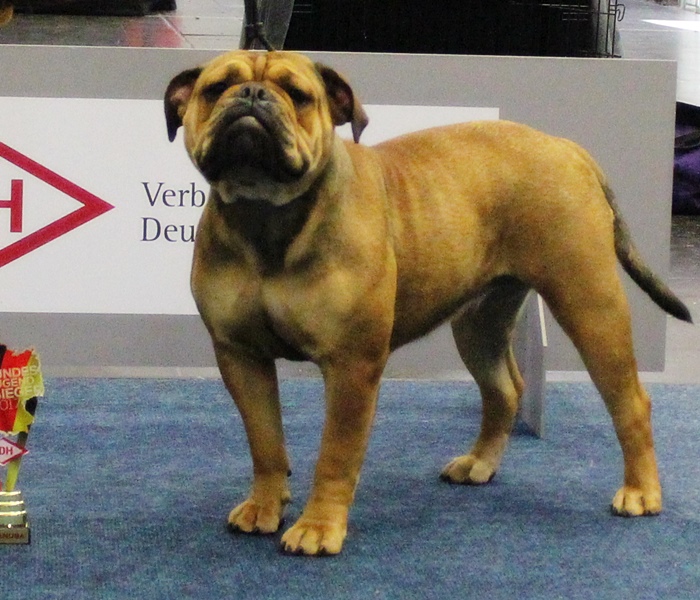 Champion Margeta's Carlotta Continental Bulldog