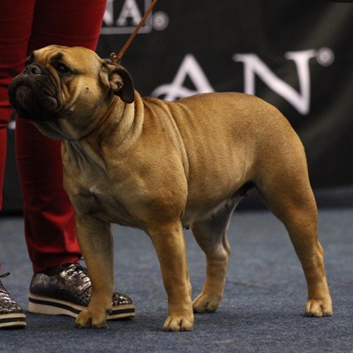 Champion Margeta's Emily Continental Bulldog