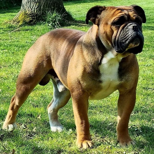 Rhett Butler de la Queue du Grill Continental Bulldog