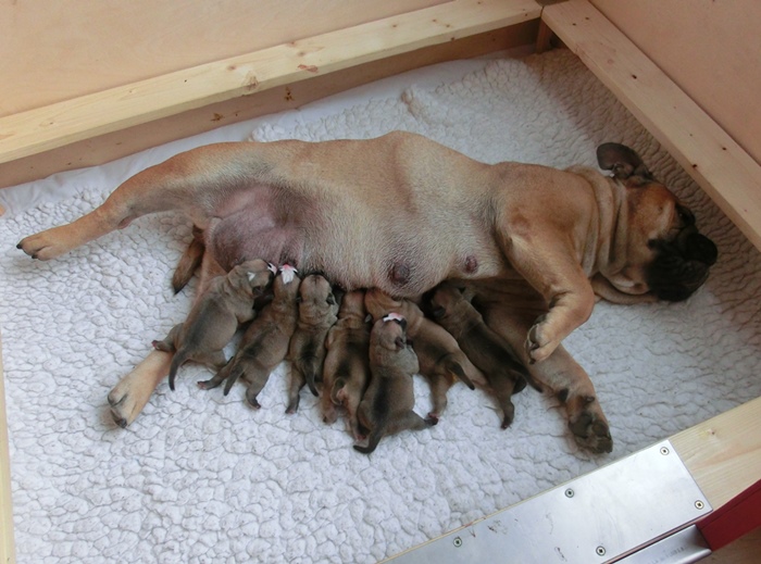 Continental Bulldog Hündin / Female Continental Bulldog