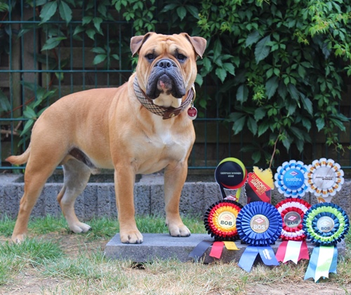 Champion_Margeta's_Erikson_Continental_Bulldog