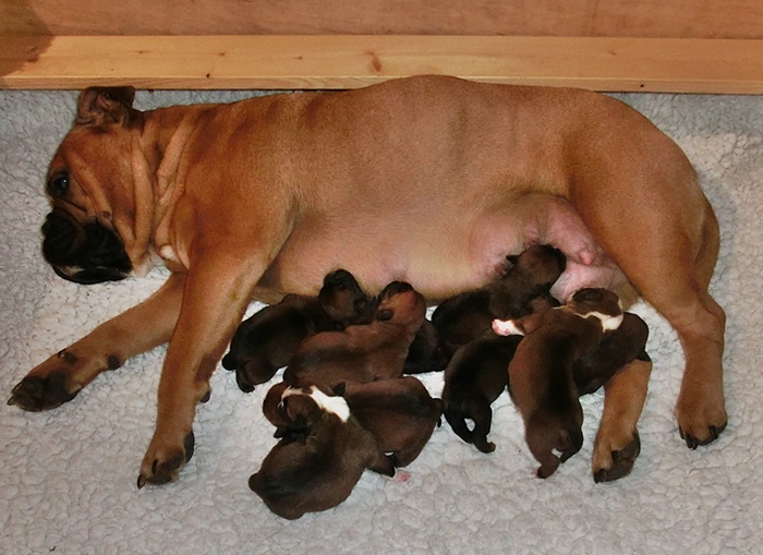 Continental Bulldog Hündin / Female Continental Bulldog