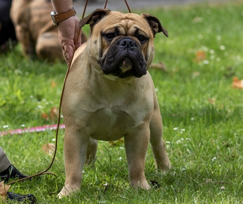 Continental Bulldog Margeta's Henson Margeta's Henson