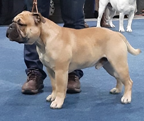 Continental Bulldog Henson Margeta's Henson