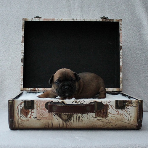Continental Bulldog Hündin / Female Continental Bulldog