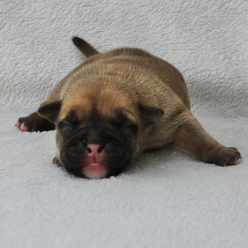 Continental Bulldog Hündin / Female Continental Bulldog