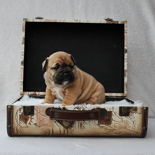 Continental Bulldog Hündin / Female Continental Bulldog