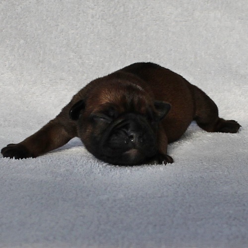 Continental Bulldog Hündin / Female Continental Bulldog