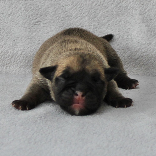 Continental Bulldog Hündin / Female Continental Bulldog