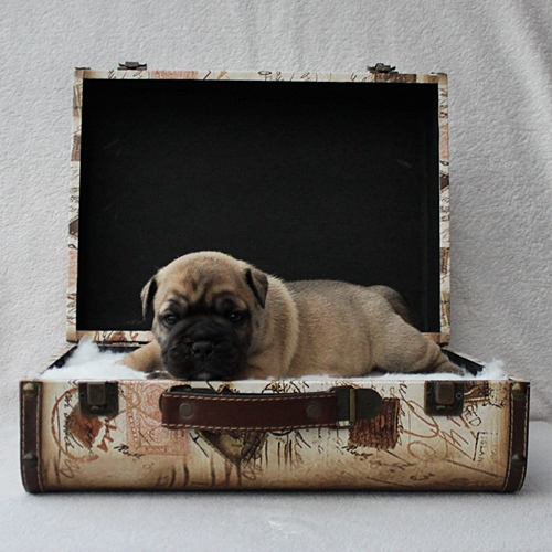 Continental Bulldog Hündin / Female Continental Bulldog