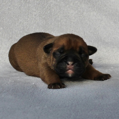 Continental Bulldog Hündin / Female Continental Bulldog