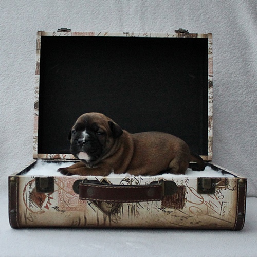 Continental Bulldog Hündin / Female Continental Bulldog