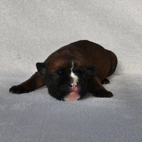 Continental Bulldog Hündin / Female Continental Bulldog