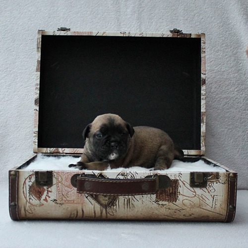 Continental Bulldog Hündin / Female Continental Bulldog