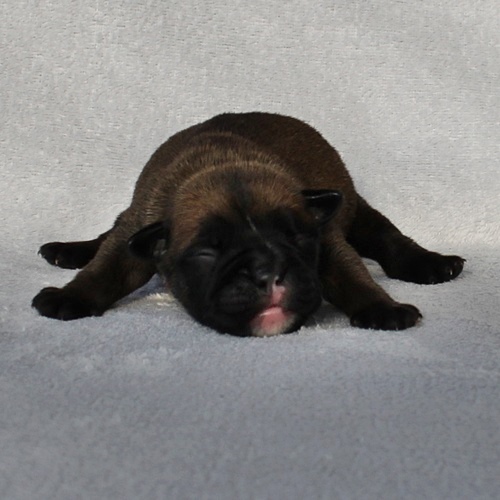 Continental Bulldog Hündin / Female Continental Bulldog
