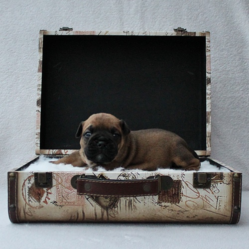 Continental Bulldog Hündin / Female Continental Bulldog