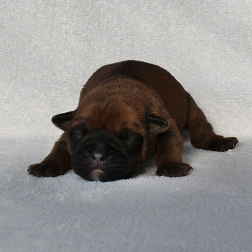 Continental Bulldog Hündin / Female Continental Bulldog