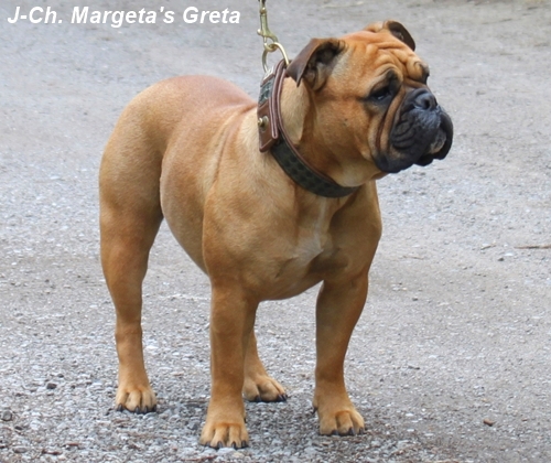 J-Champion Margeta's Greta J-Champion Margeta's Greta