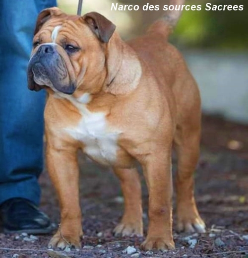Narco des sources Sacrees (F) Narco des sources Sacrees (F)