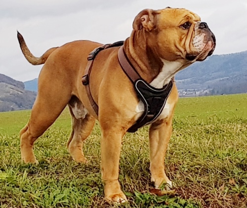 Margeta's Orson Continental Bulldog
