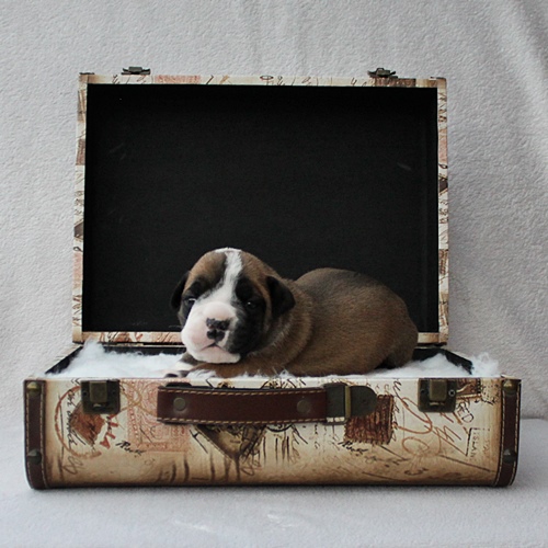 Continental Bulldog Rüde / Male Continental Bulldog