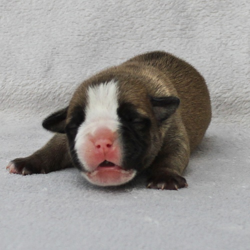 Continental Bulldog Rüde / Male Continental Bulldog