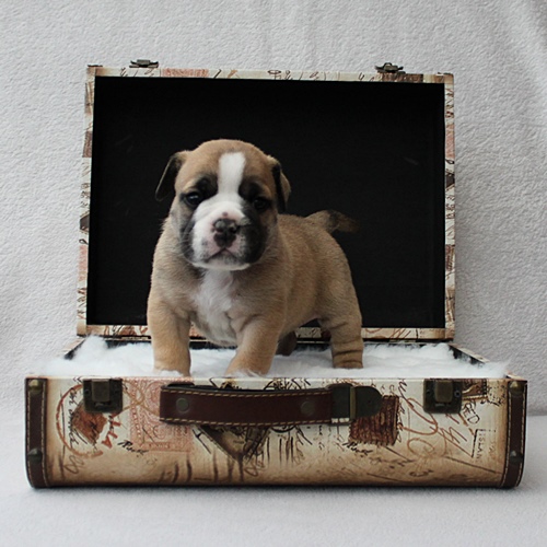 Continental Bulldog Rüde / Male Continental Bulldog