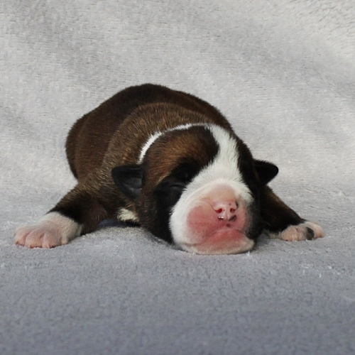 Continental Bulldog Rüde / Male Continental Bulldog