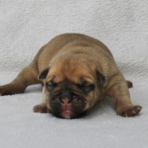 Continental Bulldog Rüde / Male Continental Bulldog