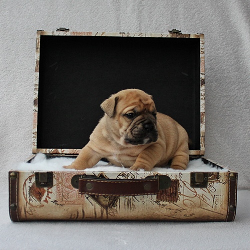 Continental Bulldog Rüde / Male Continental Bulldog