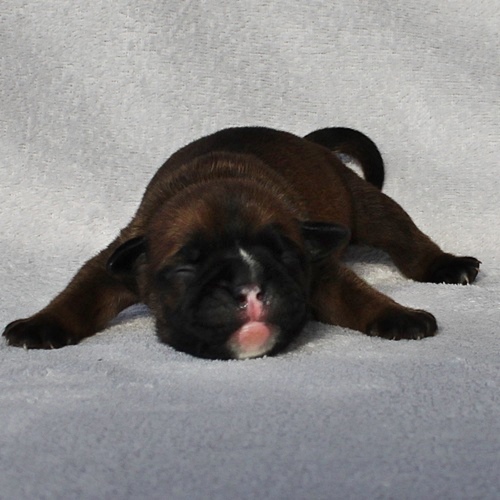 Continental Bulldog Rüde / Male Continental Bulldog