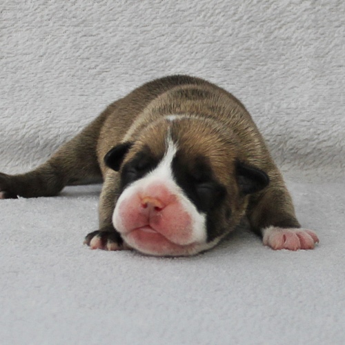 Continental Bulldog Hündin / Female Continental Bulldog