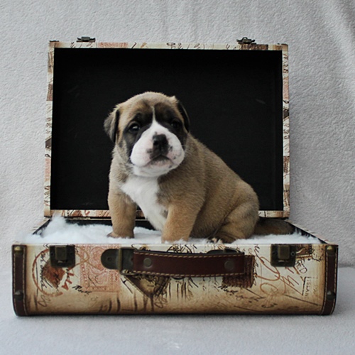Continental Bulldog Hündin / Female Continental Bulldog