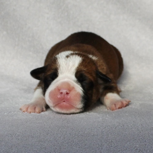 Continental Bulldog Rüde / Male Continental Bulldog
