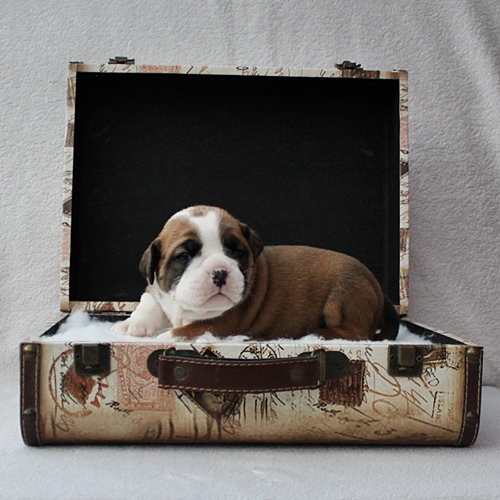 Continental Bulldog Rüde / Male Continental Bulldog